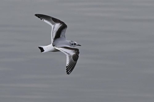 Mouette pygmée