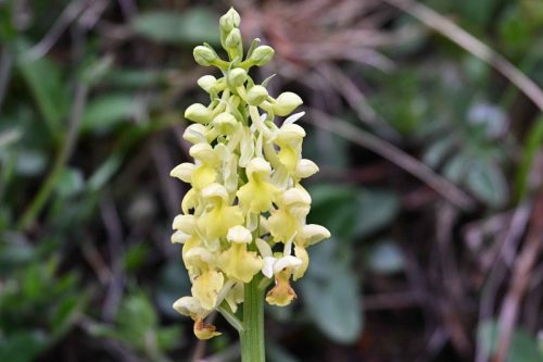 Orchis pâle
