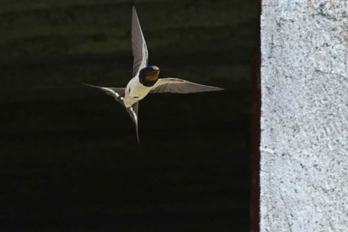 Hirondelle rustique