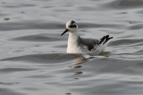 Phalarope à bec large