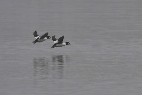 Garrots à oeil d'or