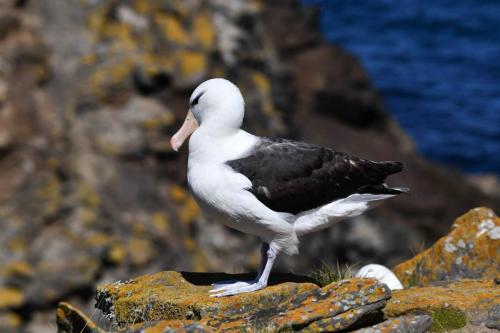Albatros à sourcils noirs