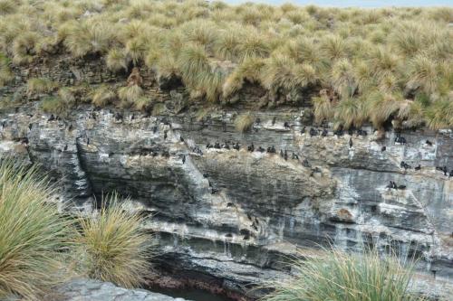 Cormoran de Magellan