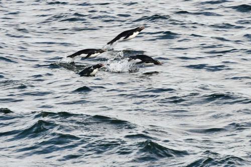 Gorfous sauteurs qui marsouinent pour rentrer à la colonie