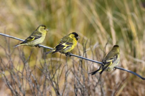 Chardonneret à menton noir