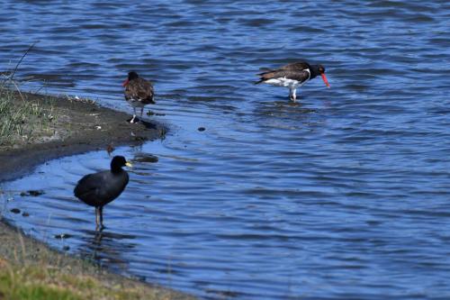Huîtriers d'Amérique