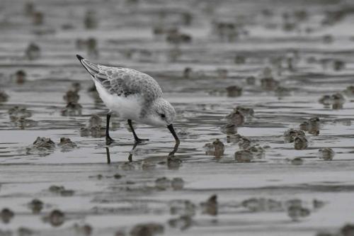 Bécasseau Sanderling, plage de Pontaillac