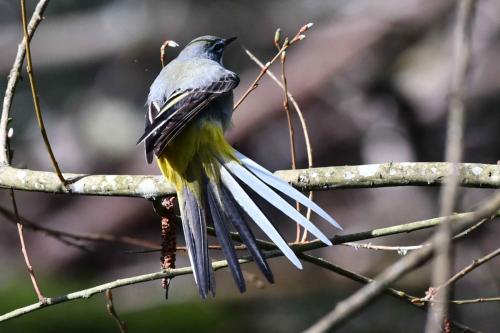 Bergeronnette des ruisseaux (mâle)