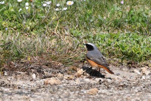 Rougequeue à front blanc