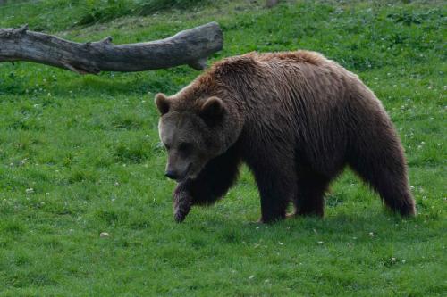 Ours brun