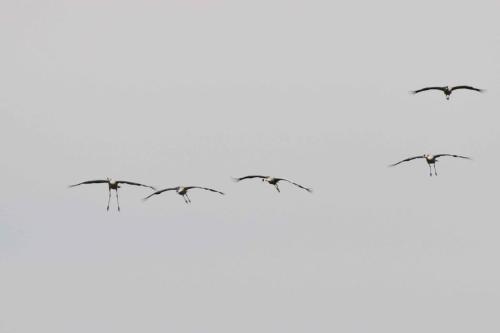 Grues cendrées