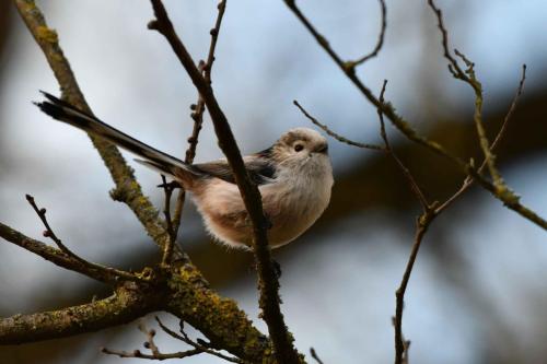 Mésange à longue queue