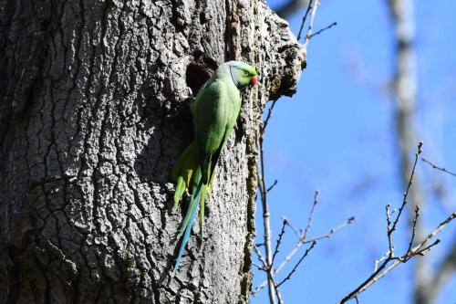 Perruche à collier (mâle)