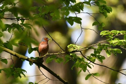 Pinson des arbres