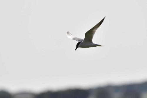 Sterne hansel à Saucedilla