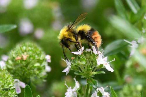 Bourdon des prés (Bombus pratorum) ?