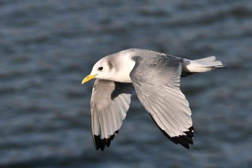 Mouette tridactyle (adulte)