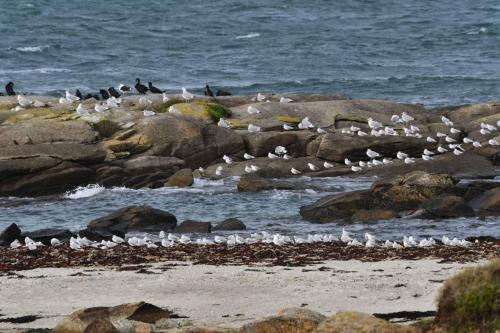 Mouettes rieuses, goélands argentés