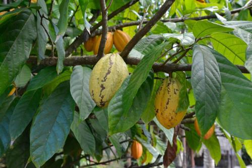Cacao