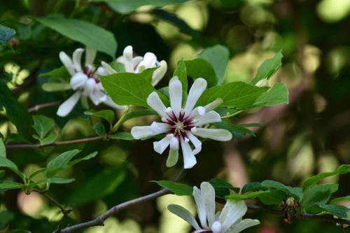 Arbre aux anémones Calycanthus x raulstonii Hartlage Wine