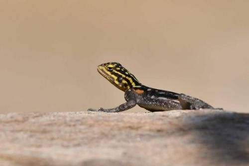 Namibia rock agama