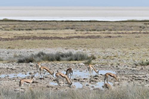 Springboks du Kalahari