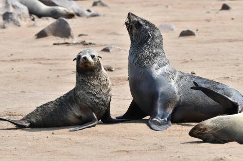 Otaries à fourrure d'Afrique du Sud