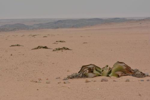 Welwitschia mirabilis