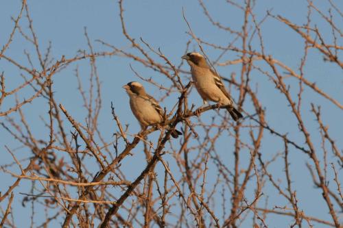 Mahalis à sourcils blancs