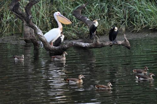 Pélican blanc et grands cormorans