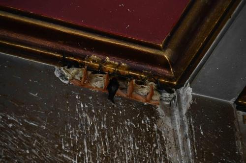 Salanganes à nid blanc