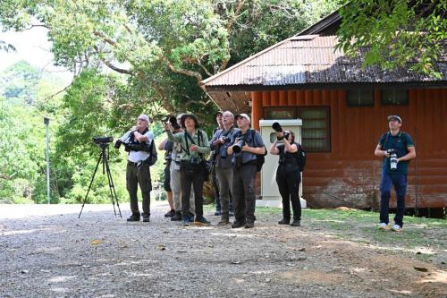 Observation de l'Allotrie siamoise