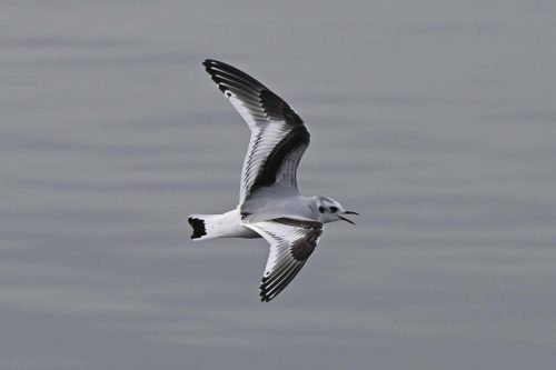 Mouette pygmée
