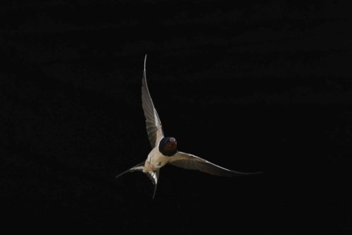 Hirondelle rustique
