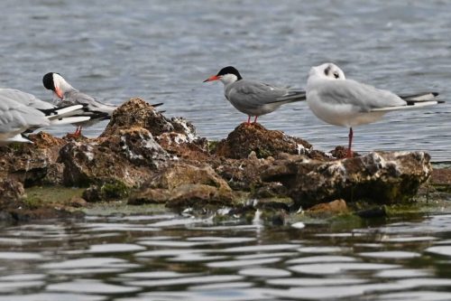 Sternes pierregarins et Mouette rieuse