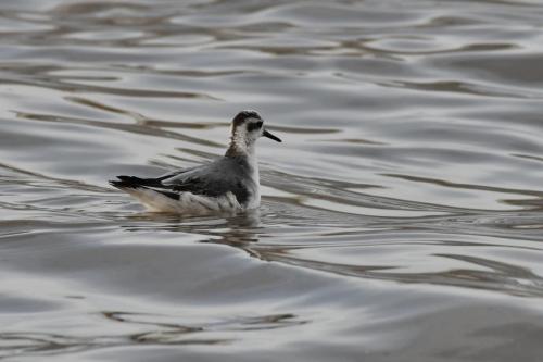 Phalarope à bec large