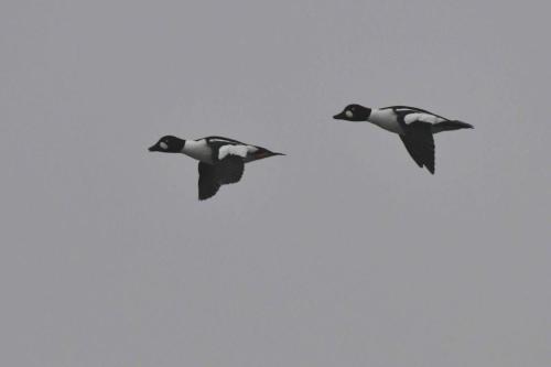 Garrots à oeil d'or