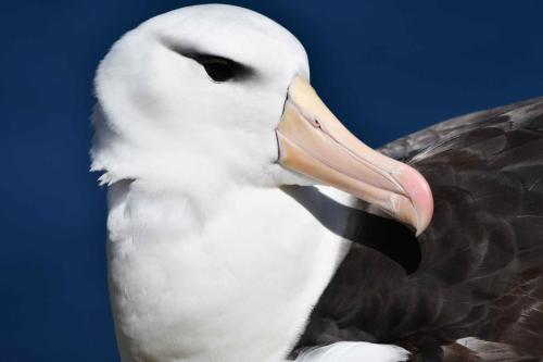 Albatros à sourcils noirs