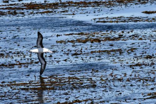 Albatros à sourcils noirs