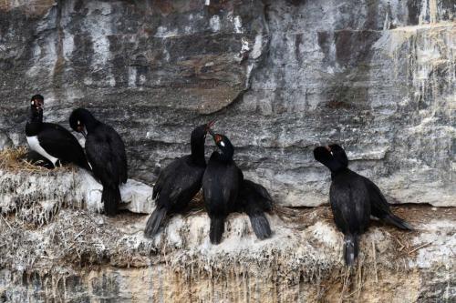 Cormoran de Magellan