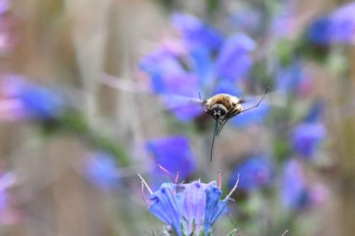 Grand Bombyle (Bombylius major)