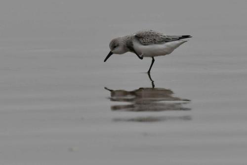 Bécasseau Sanderling, plage de Pontaillac