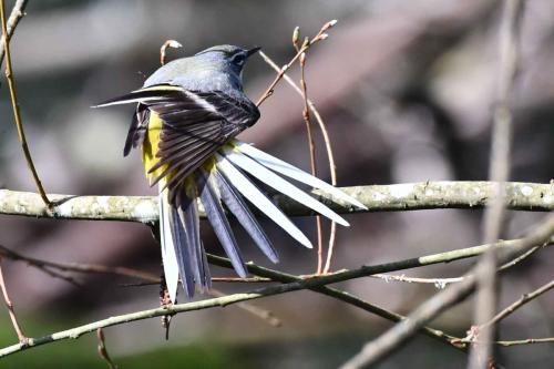 Bergeronnette des ruisseaux (mâle)