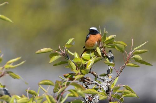 Rougequeue à front blanc