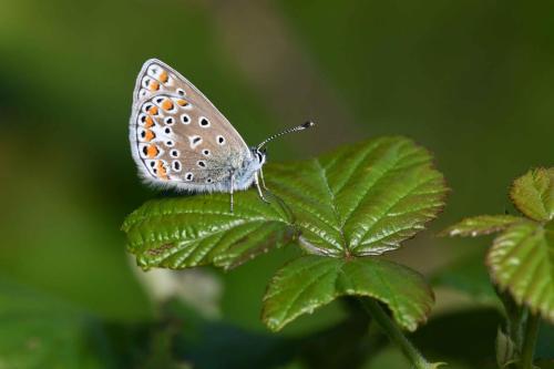 Azuré commun (Polyommatus icarus)