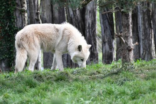 Loup arctique