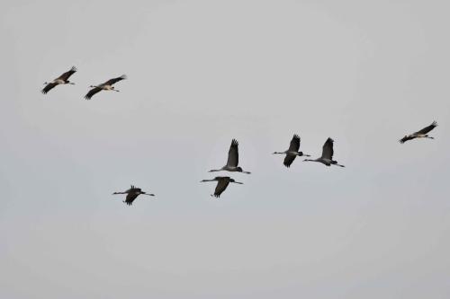 Grues cendrées