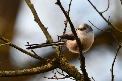 Mésange à longue queue