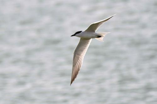 Sterne hansel à Saucedilla