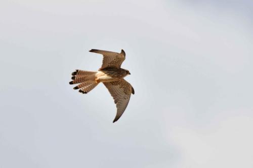 Faucon crécerellette